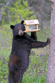 black bear and bird feeder