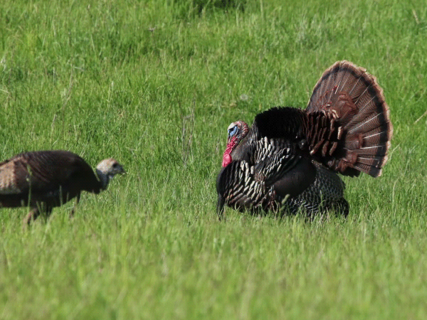 wild turkeys
