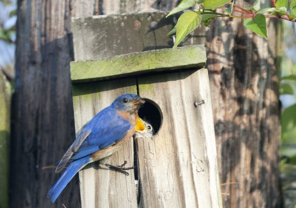 A bluebird on a nest box with its young
