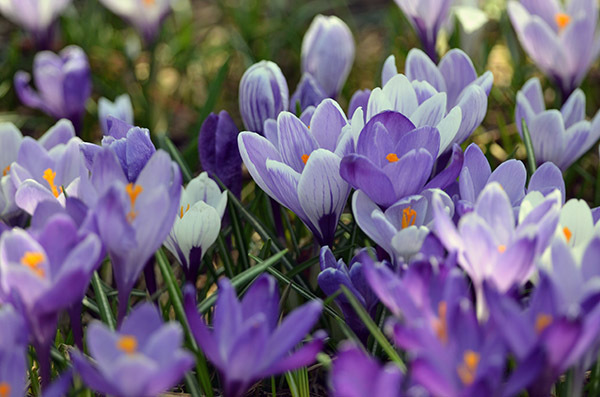 Spring crocuses blooming in purple and white are shown.
