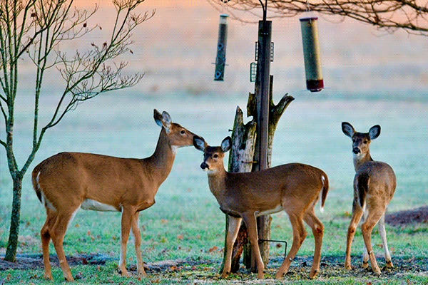 deer and bird feeder