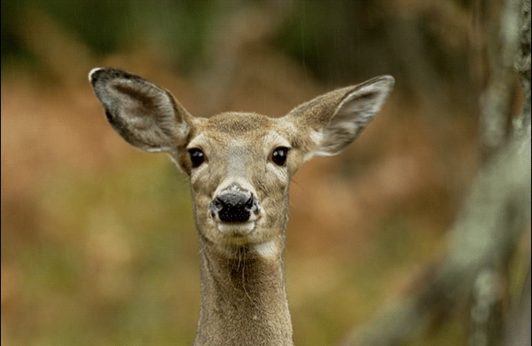 antlerless deer