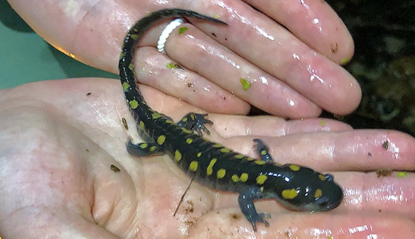 salamander in person's hands