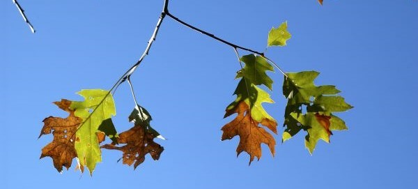 Oak leaves wilting and browning due to oak wilt disease