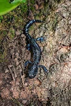 A blue-spotted salamander is shown.