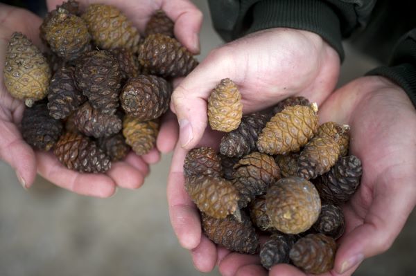 People hold small pinecones in their cupped hands