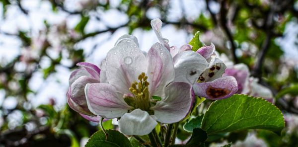 A closeup of a pinkish-white apple blossom