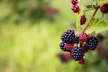 closeup view of light and dark purple blackberries and leaves