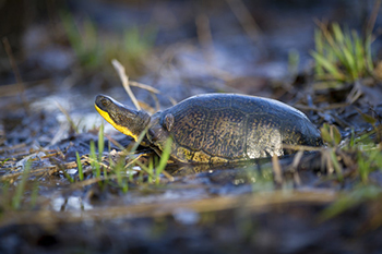 Blanding's turtle in swamp