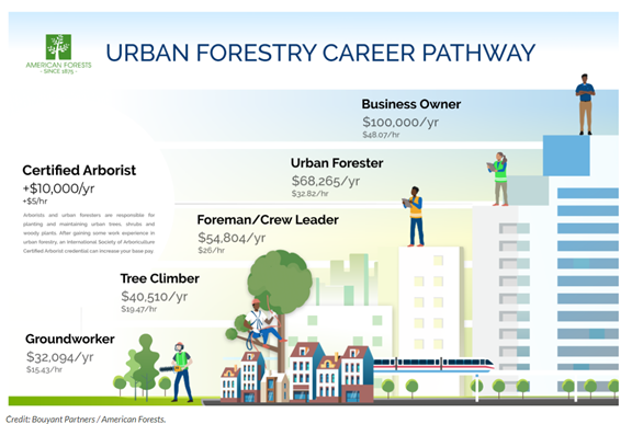 Diagram of urban forestry career path stages: groundworker, tree climber, crew leader, forest owner, business owner.