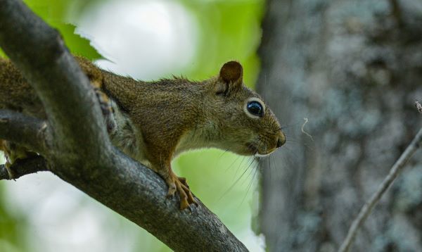 A squirrel high in a tree