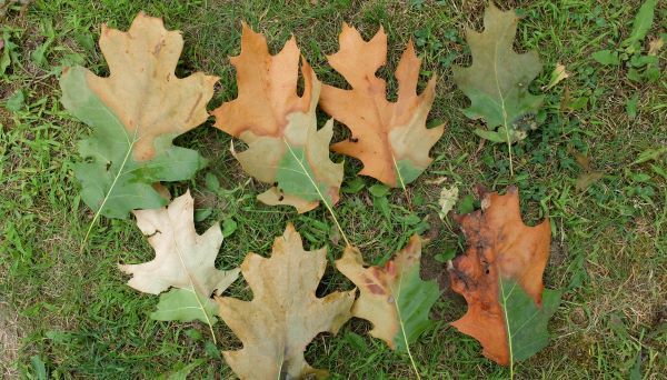 Oak leaves sick with oak wilt, courtesy of Monique Sakalidis, MSU