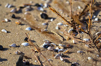 Shells are shown along the Lake Michigan shoreline in Delta County.