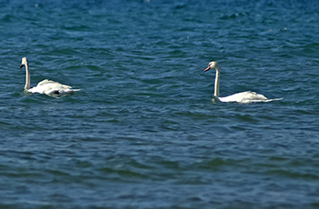 A pair of mute swans is shown on Lake Michigan at Leelanau State Park.