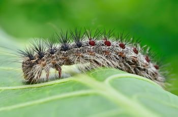 A lymantria dispar (gypsy moth) caterpillar crawls across a leaf. The caterpillars have spiky hairs and a pattern of red and blue dots.