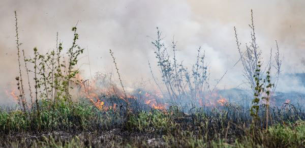 A controlled fire with grass in the foreground and smoke and fire in the background
