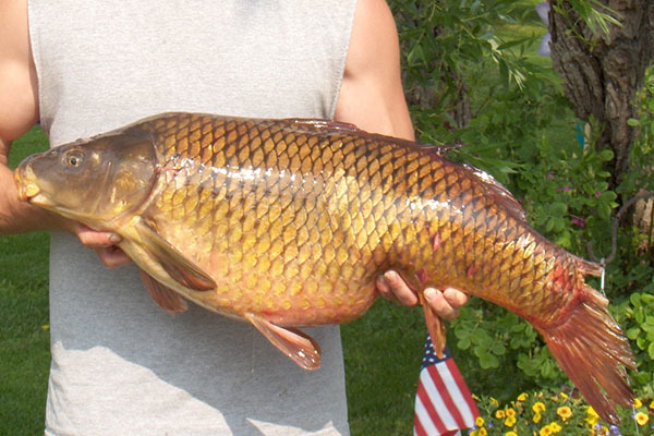 Angler holding a common carp