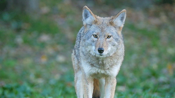 A coyote, looking straight ahead, rotates its ears to the sides.