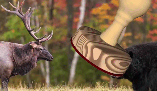 An elk on the left and a black bear on the right, a large red stamp appears with the words last chance.