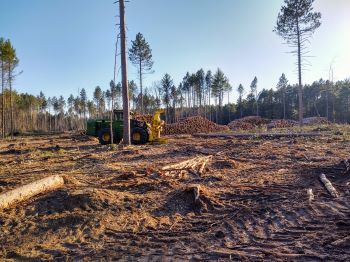 A tree cutting machine sits in the center of a clearing surrounded by piled-up logs and slash -- branches and other debris -- on the ground. 