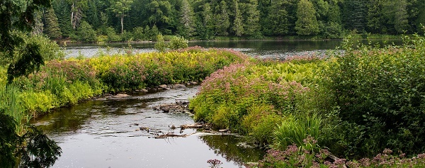 woodsy, waterfront view at Tahquamenon Falls State Park