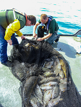 Crew members aboard the Survey Vessel Steelhead retrieve a trawl from Lake Michigan that is full of fish.