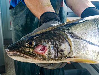 A close-up view shows a sea lamprey scar on the gill cover of a Lake Michigan lake trout.