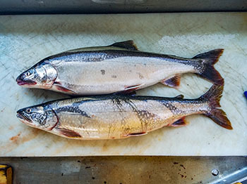 A photo shows two lake trout, one that has its adipose fin clipped and the other that does not. Clipped fish are hatchery raised.