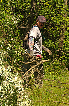volunteer clearing invasive plants in wooded area