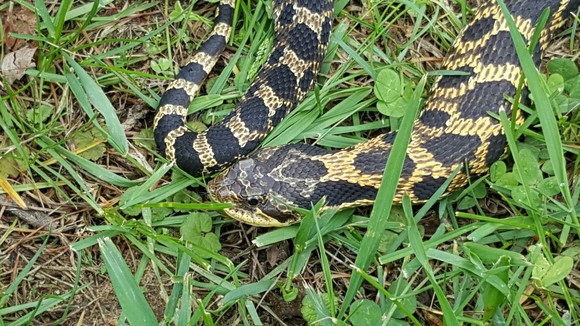 a close up of an eastern hog-nosed snake in short grass