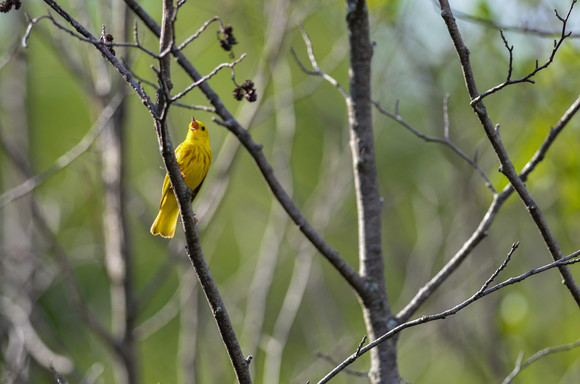 A yellow warbler perched on a tree branch singing.