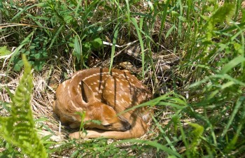 fawn curled up in grass