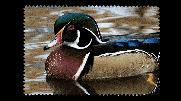 Animated image of a male wood duck floating in water surrounded by a stamp frame.