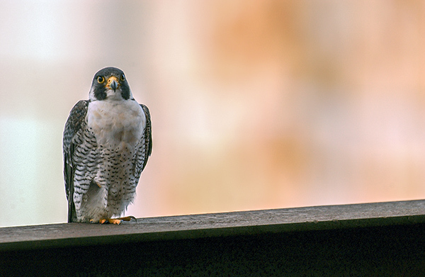 A peregrine falcon perched on a wall looks toward the camera.