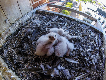 White, fluffy peregrine falcon chicks sit in a hack box waiting for their parents to return.