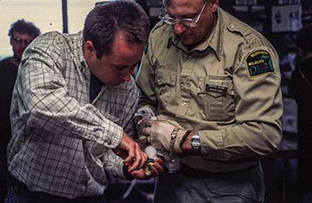 Two men work to place a metal band around the leg of a peregrine falcon chick. The bands help track geographic movements.