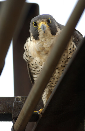 A close-up view of a peregrine falcon is shown.