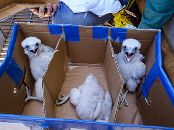 Three white, fluffy peregrine falcon chicks wait to be fitted with bird bands to help track their movements.