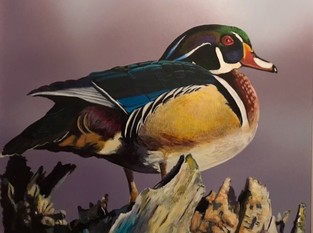The 2021 Michigan Duck Stamp features a drake wood duck standing on a tree stump painted by John M. Roberts. 