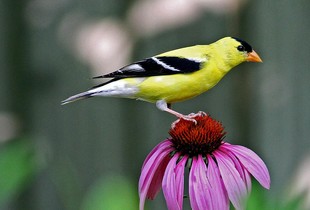 A male American goldfinch perches on top of a purple cone flower