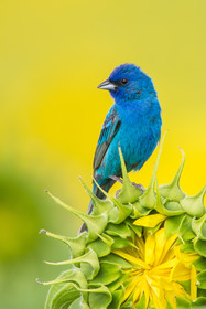 An Indigo bunting perched on a sunflower that has not yet opened
