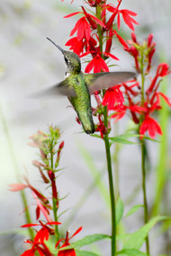 A ruby-throated hummingbird hovering near cardinal flowers