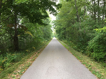 paved trail lined with trees