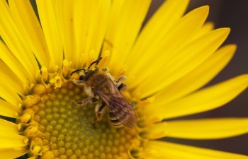 Mining bee on yellow flower