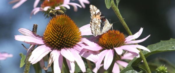bee and butterfly on coneflower