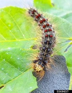 A gypsy moth caterpillar crawling on green leaves. The leaf in the foreground has been damaged by caterpillar feeding.