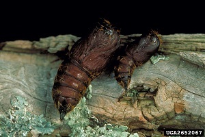 Two shiny, brown insect pupae, one about an inch long and one somewhat smaller, stuck to a gray, mossy tree branch.