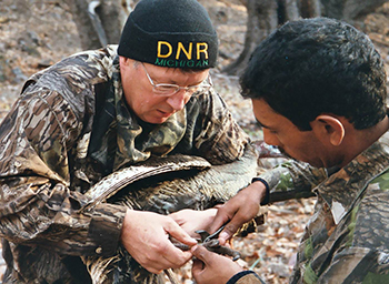 This image shows Al Stewart putting a tracking band on a wild turkey before its release into the wild.
