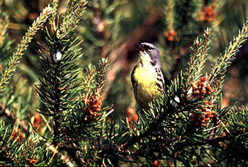 A Kirtland's warbler is shown in a jack pine tree.
