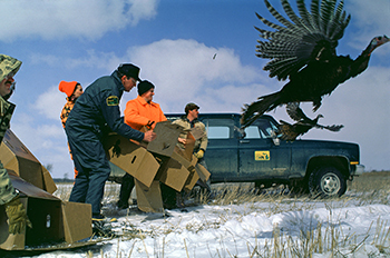 Al Stewart is shown among a group of workers releasing wild turkeys into the Michigan wilds.